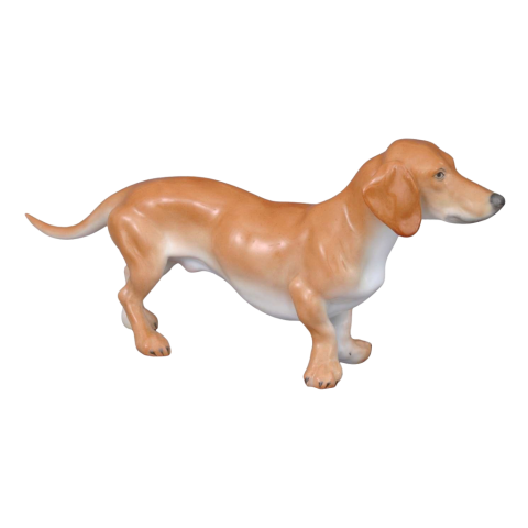 Rövidszőrű tacskó