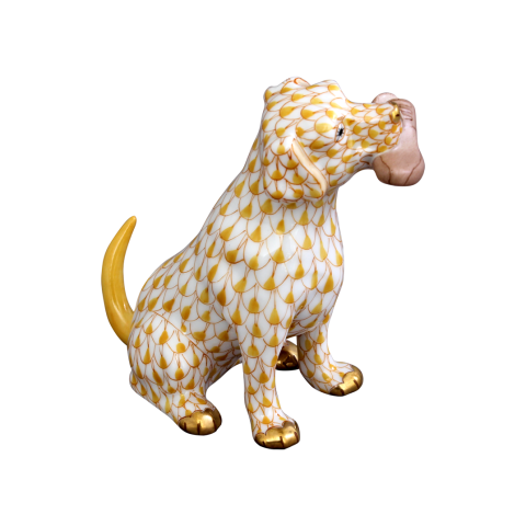 Kutya cipővel a szájában